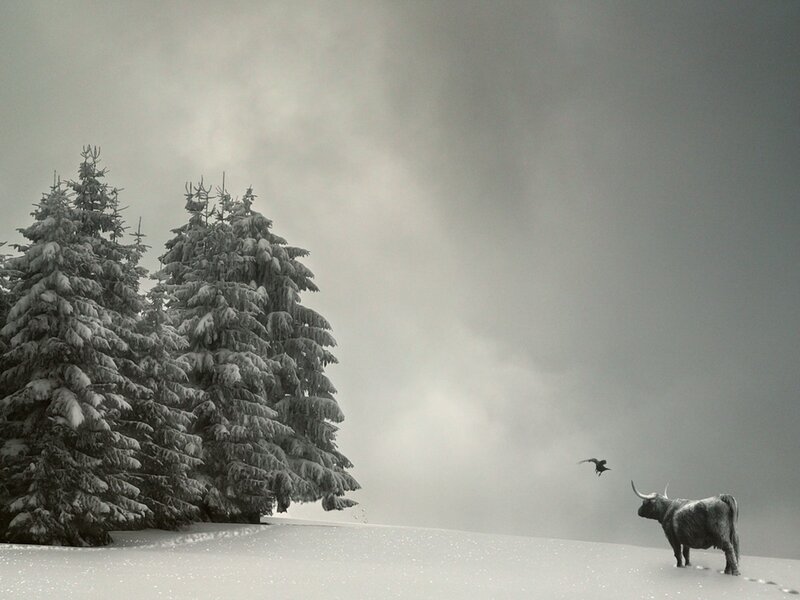Snowy landscape with bull