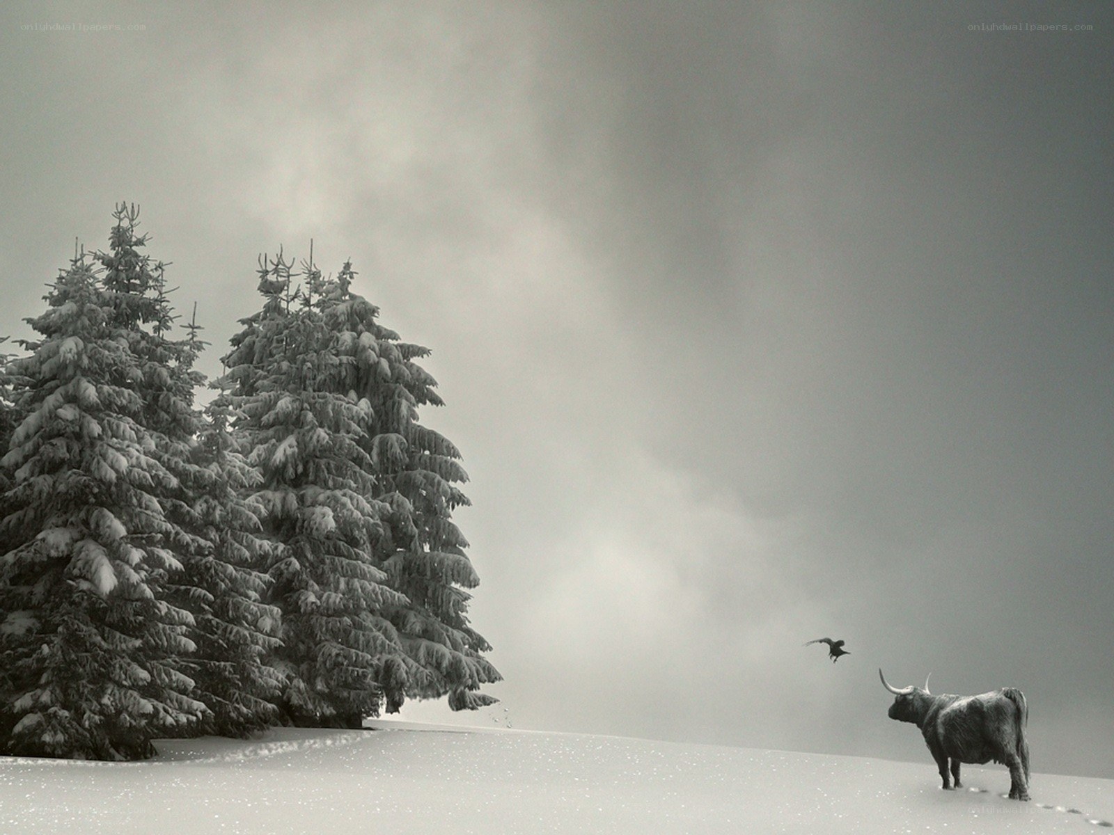 Snowy landscape with bull