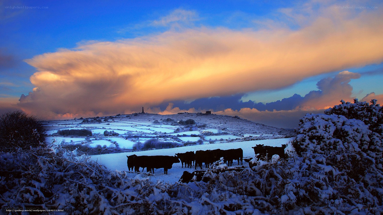 Snowy landscape with cattle