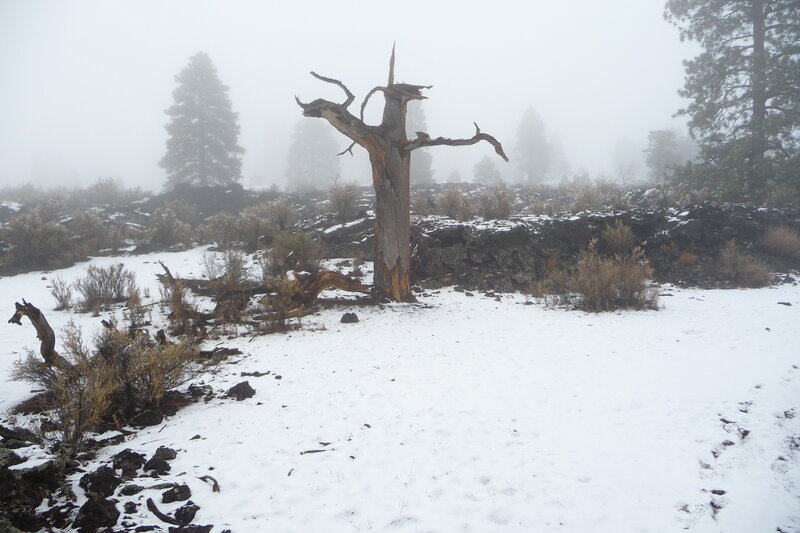 Snowy landscape with dead tree