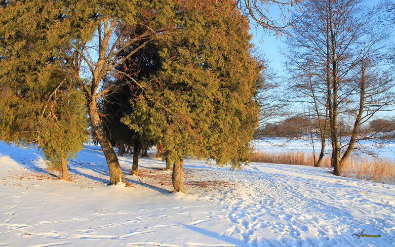 Snowy landscape with evergreen trees