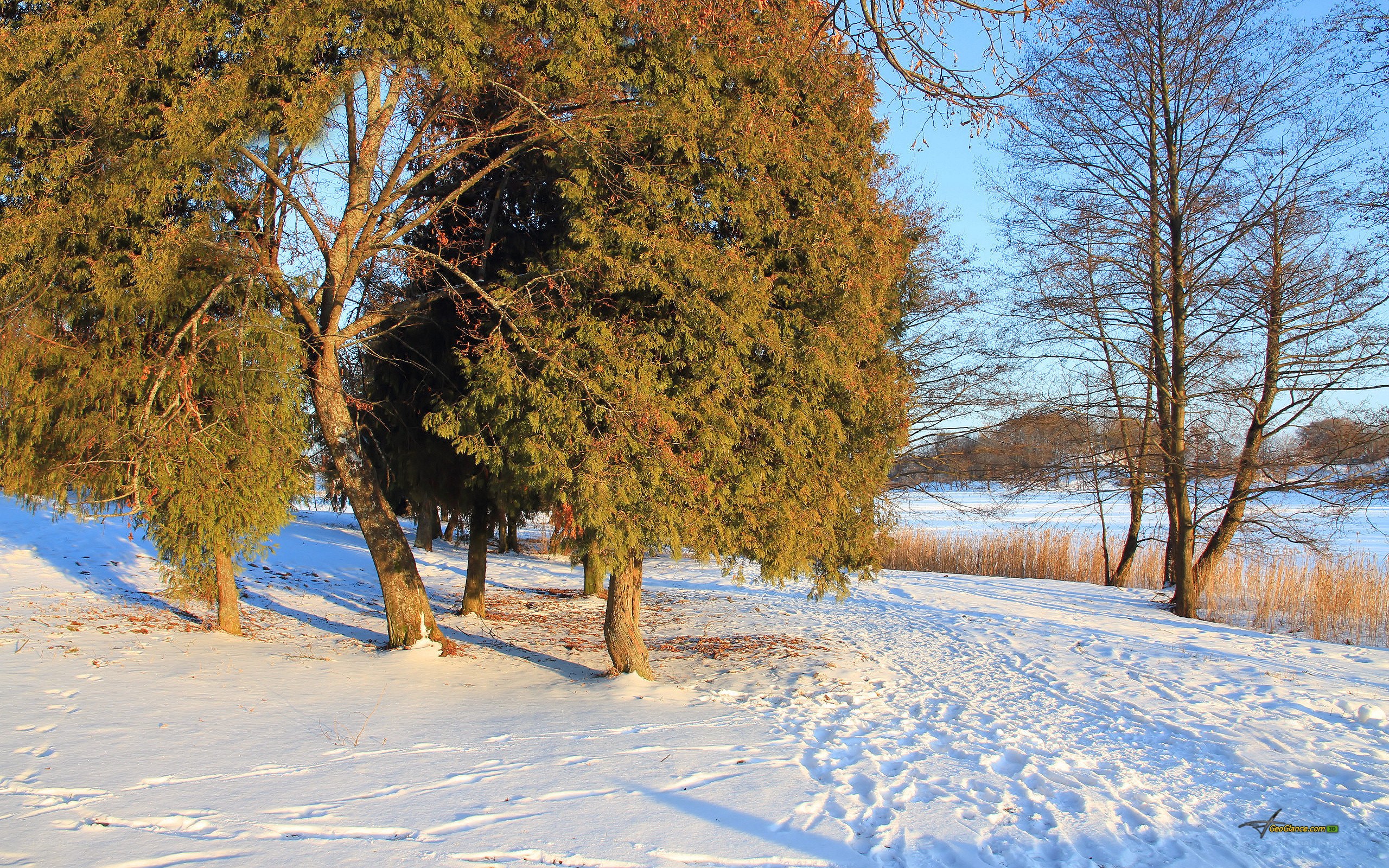 Snowy landscape with evergreen trees