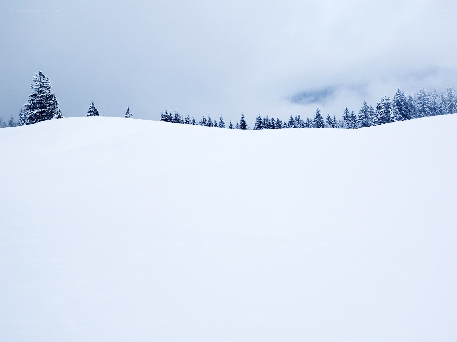 Snowy landscape with evergreen trees