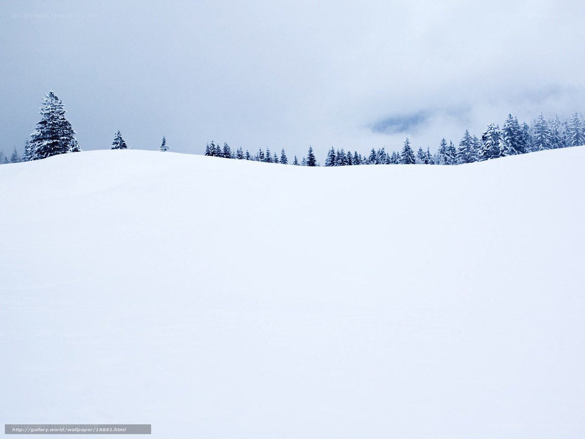 Snowy landscape with evergreens