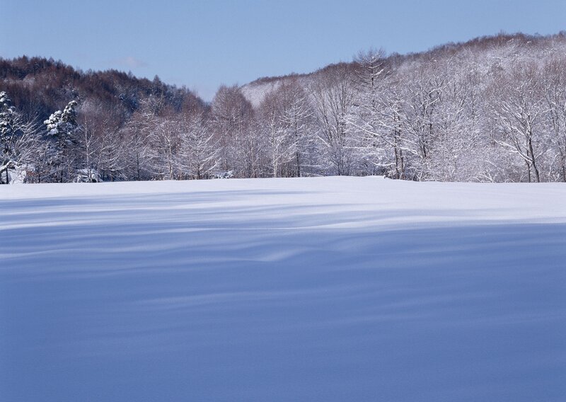 Snowy landscape with forest