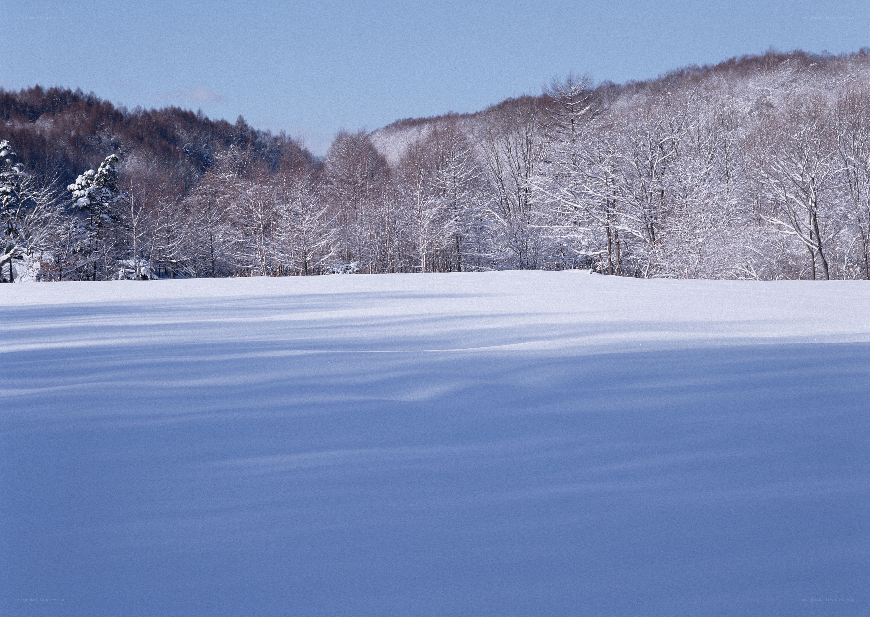 Snowy landscape with forest