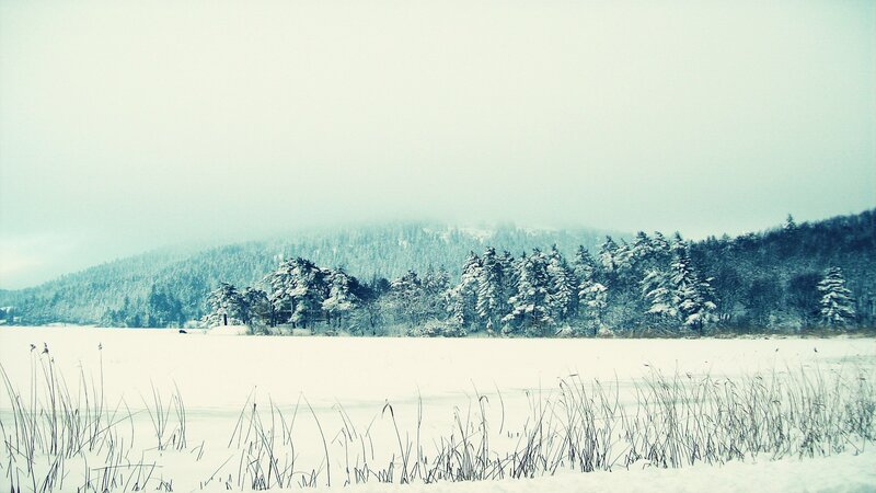 snowy landscape with forest