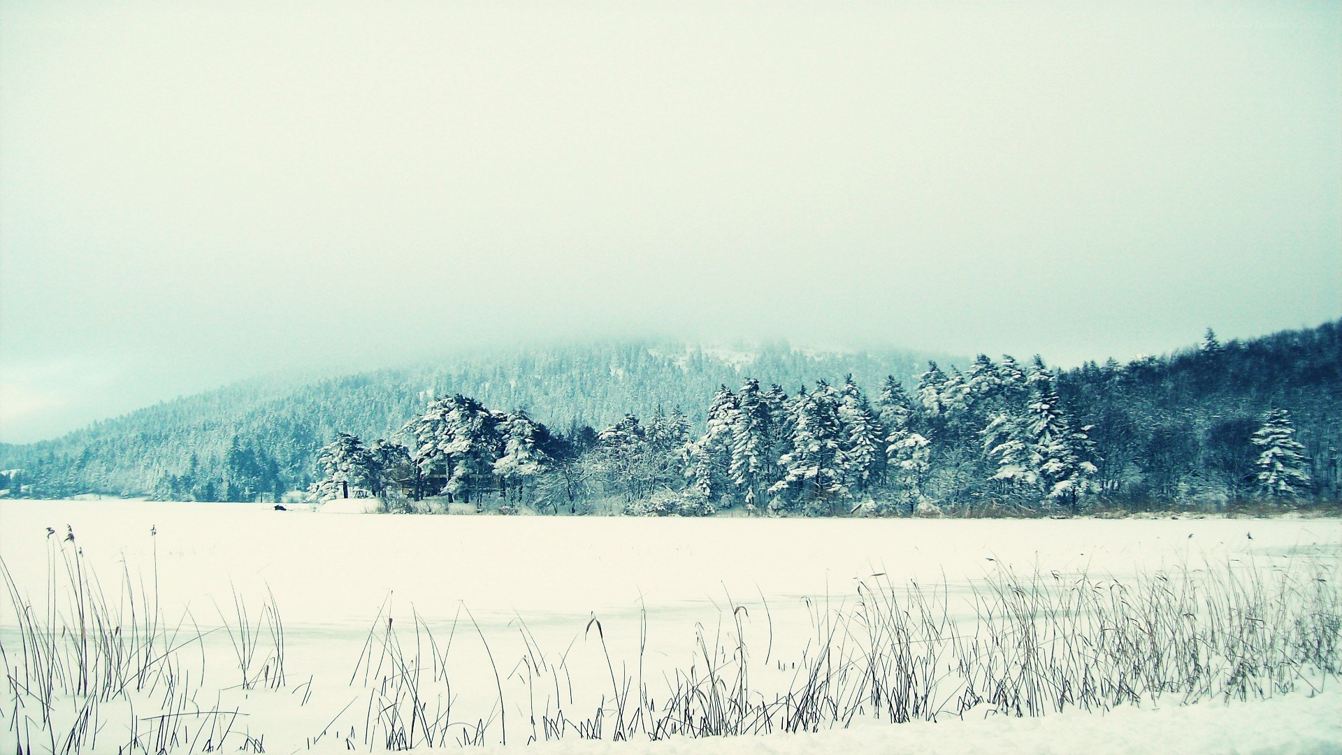 snowy landscape with forest