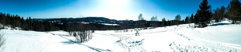 Snowy landscape with forest