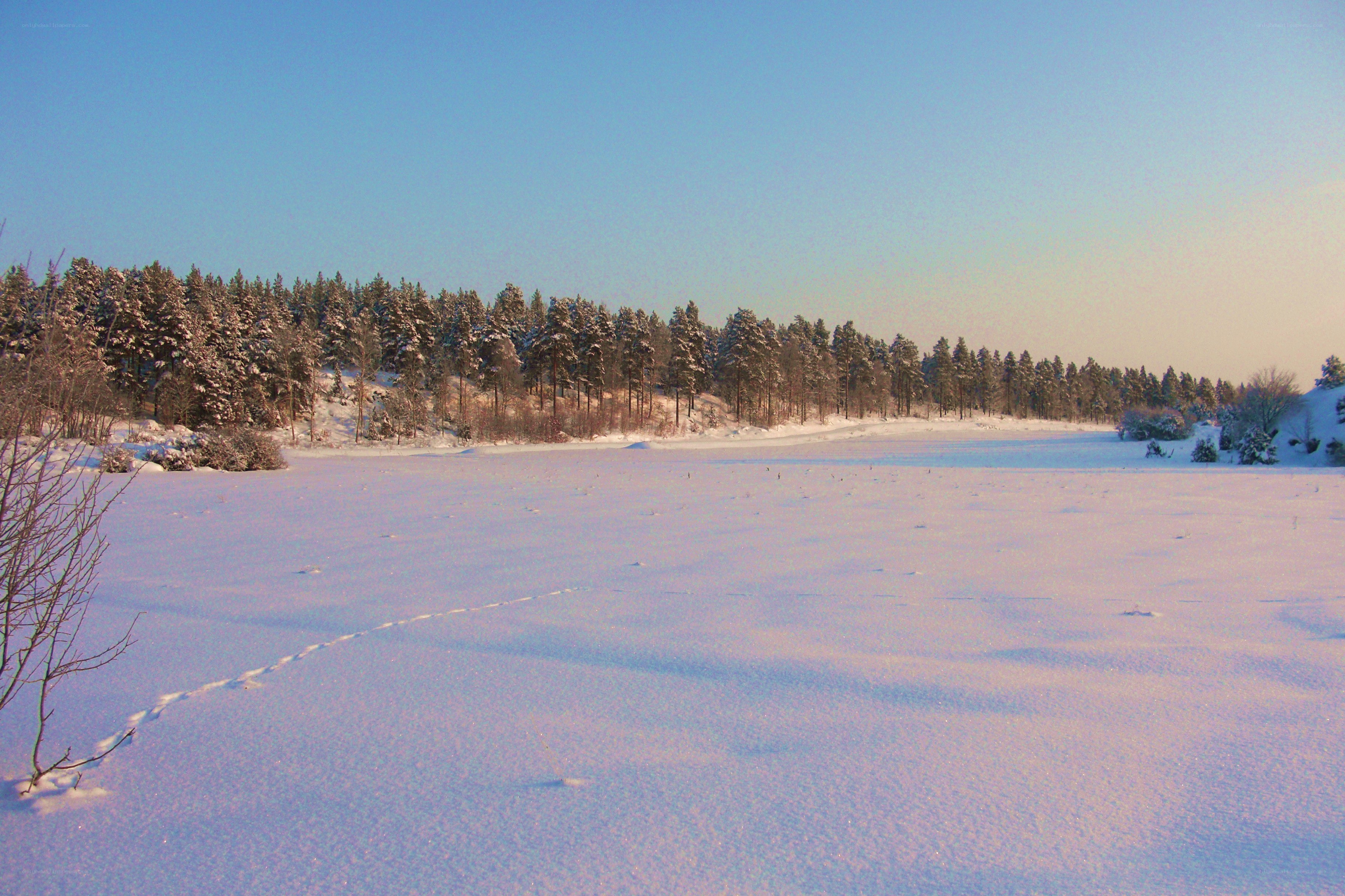 Snowy landscape with forest