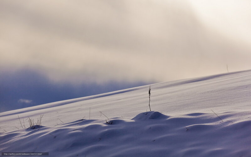 Snowy landscape with lone plant