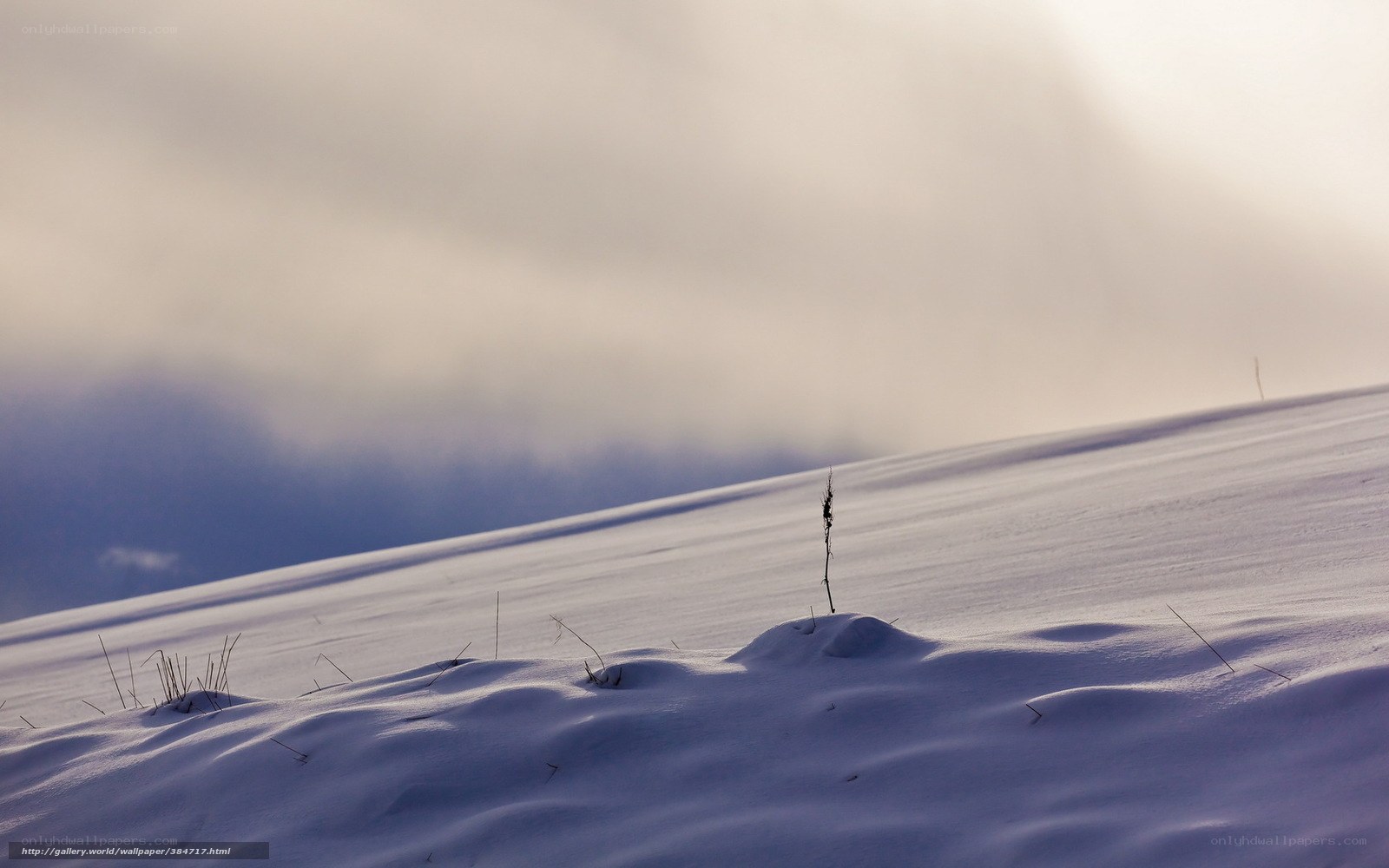 Snowy landscape with lone plant
