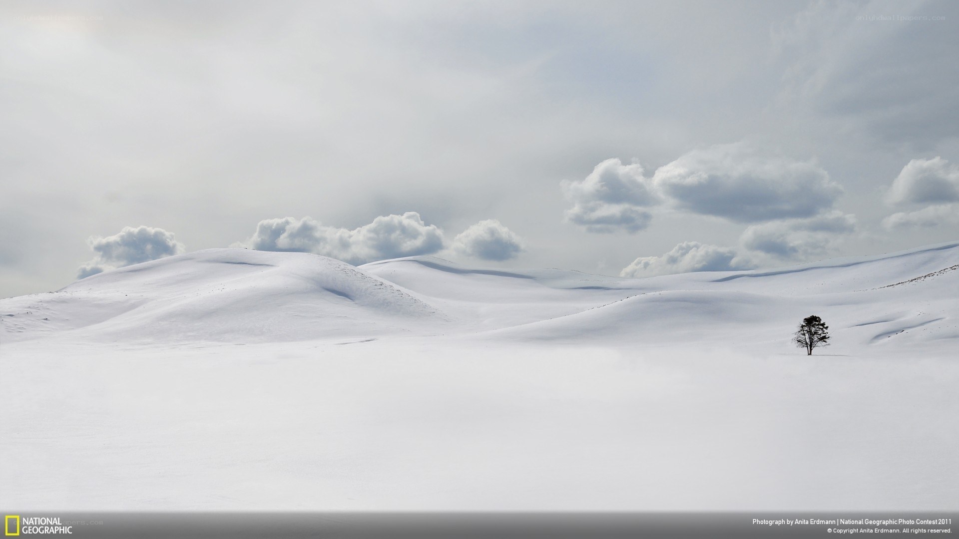 Snowy landscape with lone tree