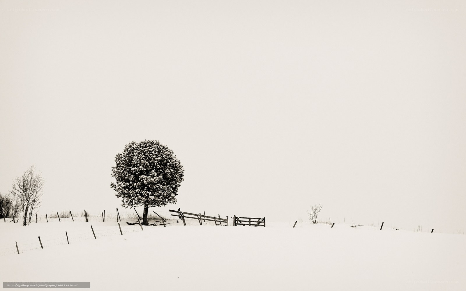Snowy landscape with lone tree