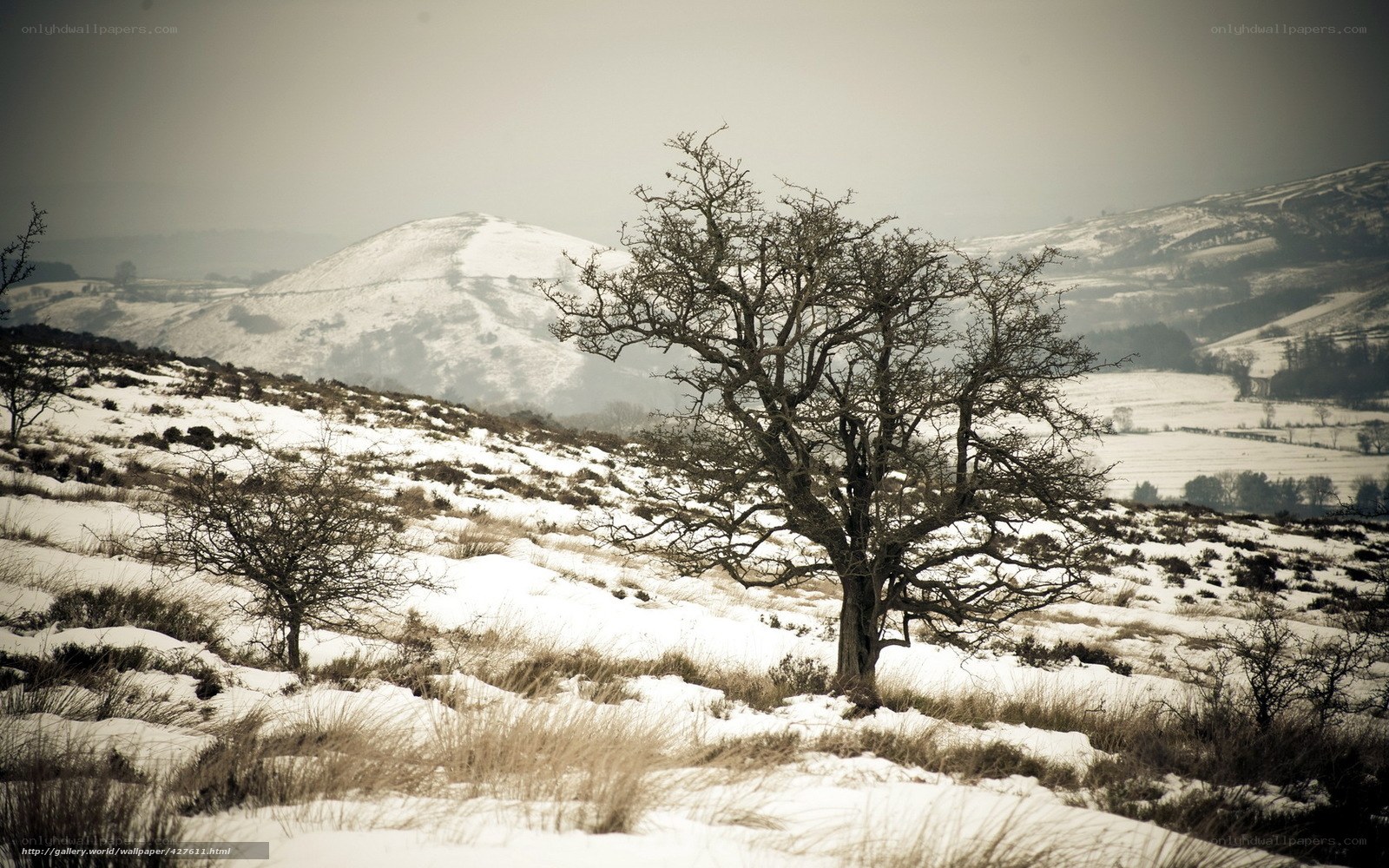 Snowy landscape with lone tree