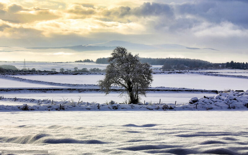 Snowy landscape with lone tree