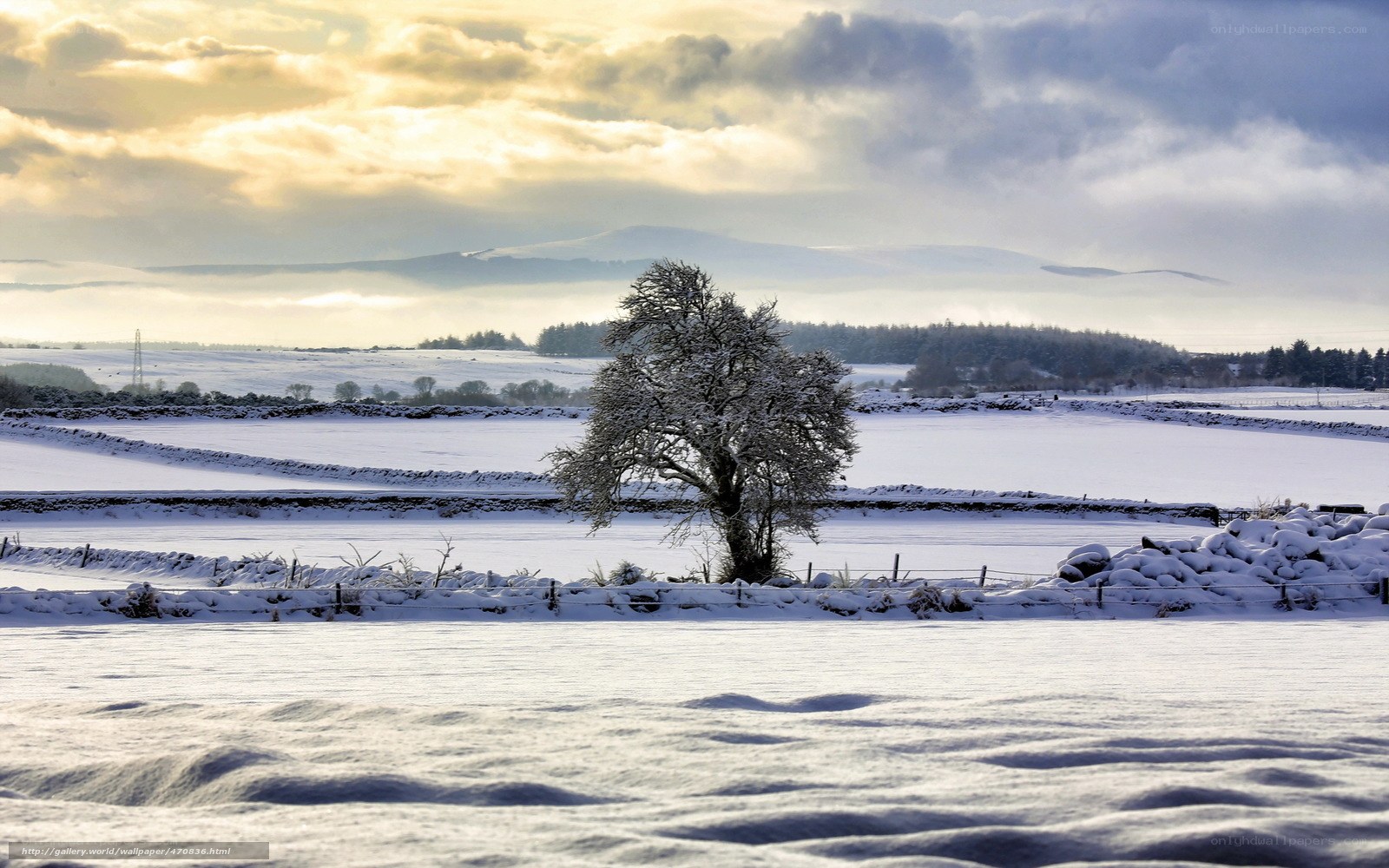 Snowy landscape with lone tree