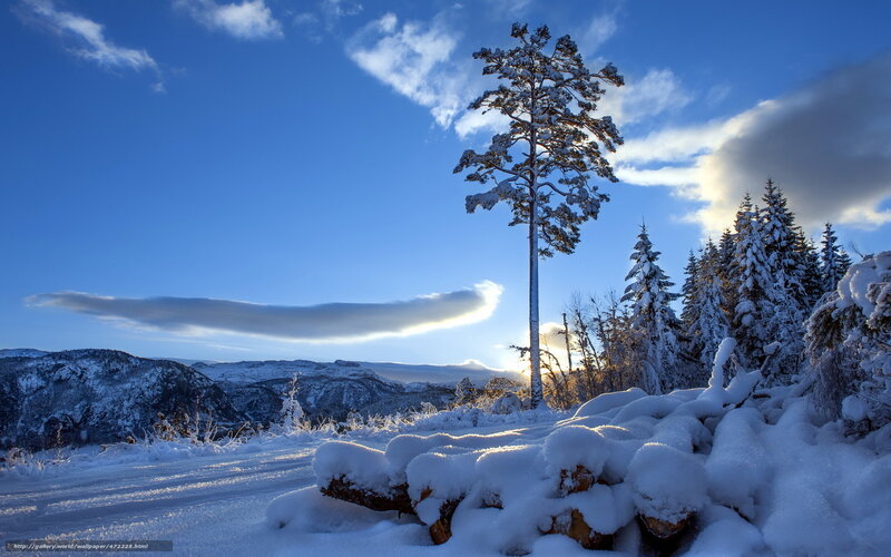 Snowy landscape with lone tree
