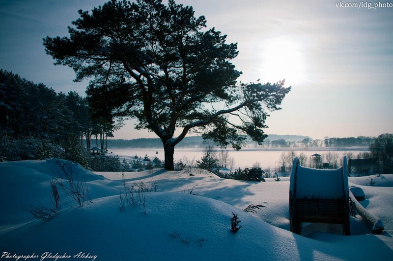 Snowy landscape with pine tree