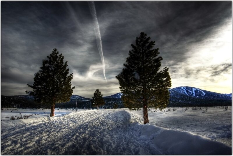 Snowy landscape with pine trees