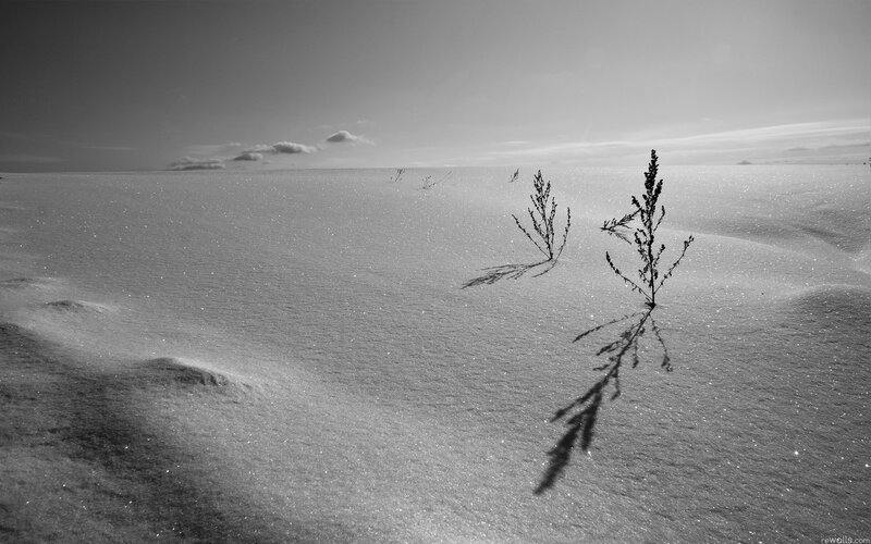 Snowy landscape with plants
