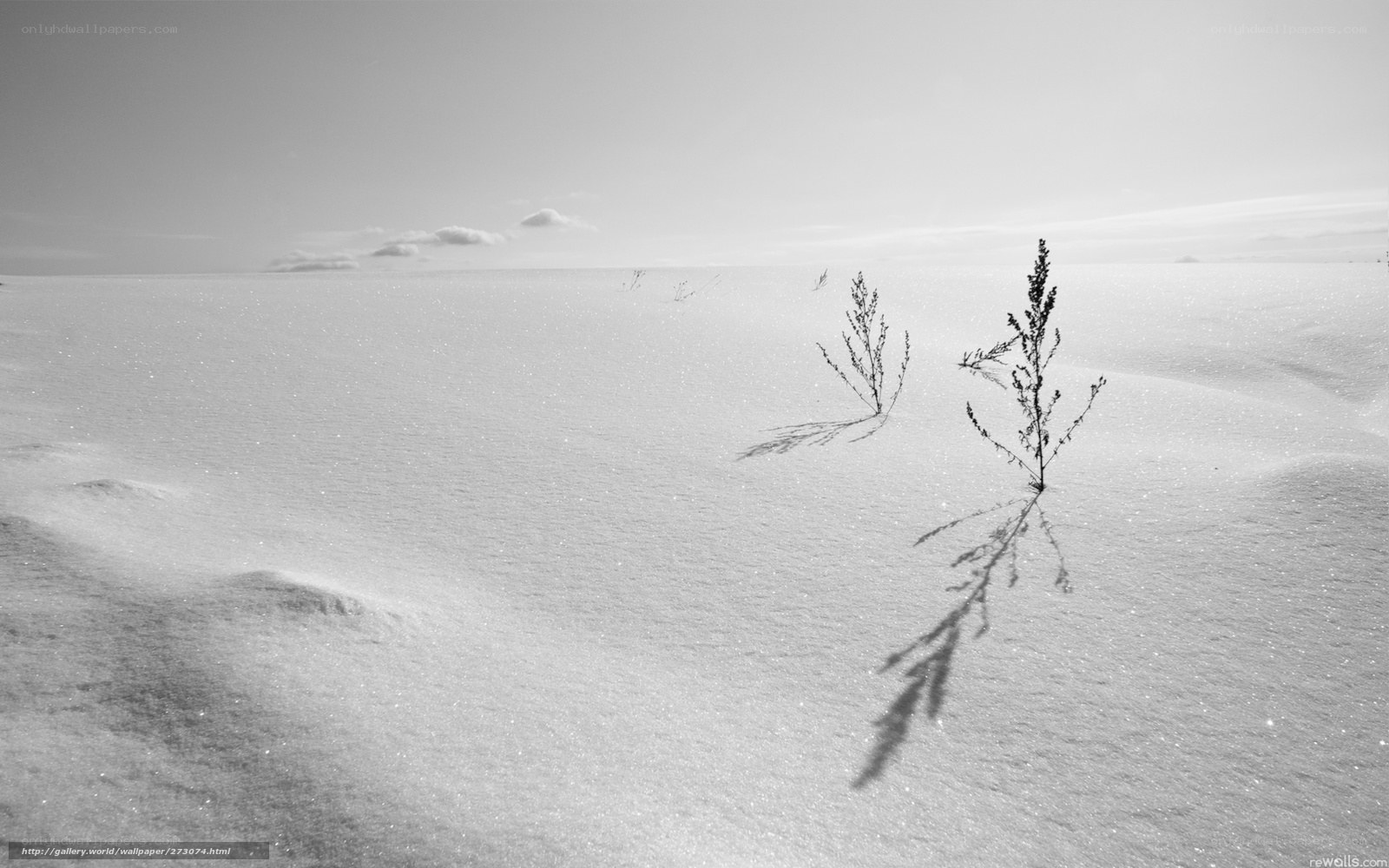 Snowy landscape with plants