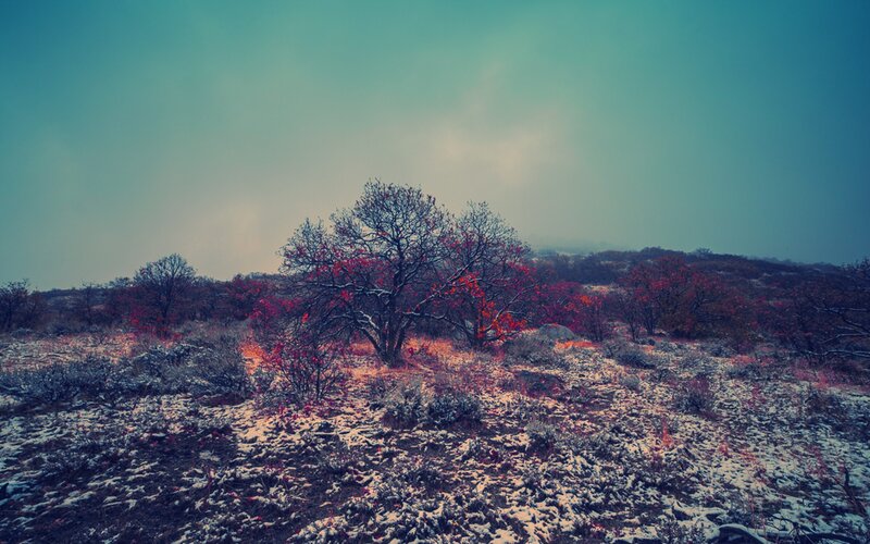 Snowy landscape with red trees