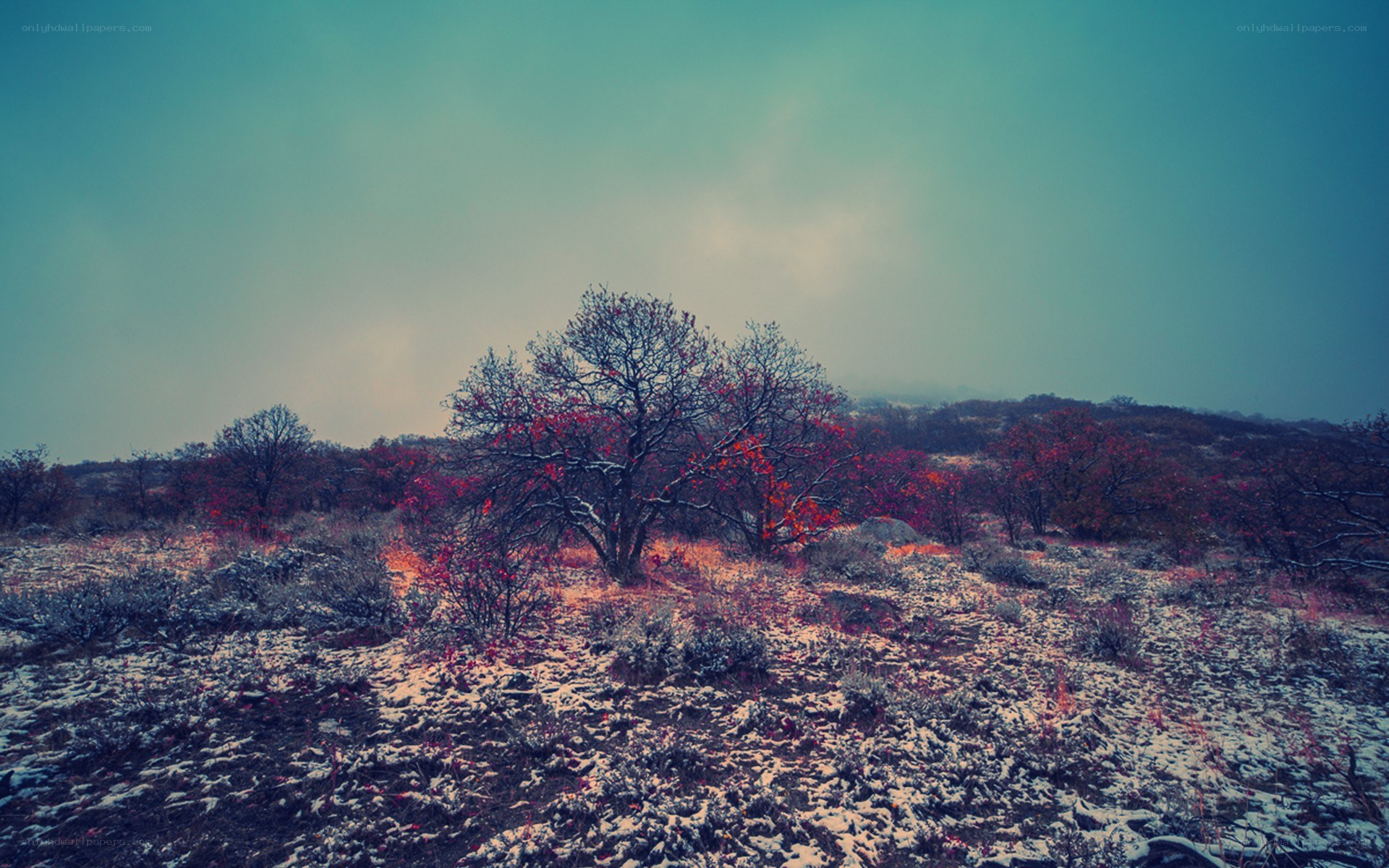 Snowy landscape with red trees