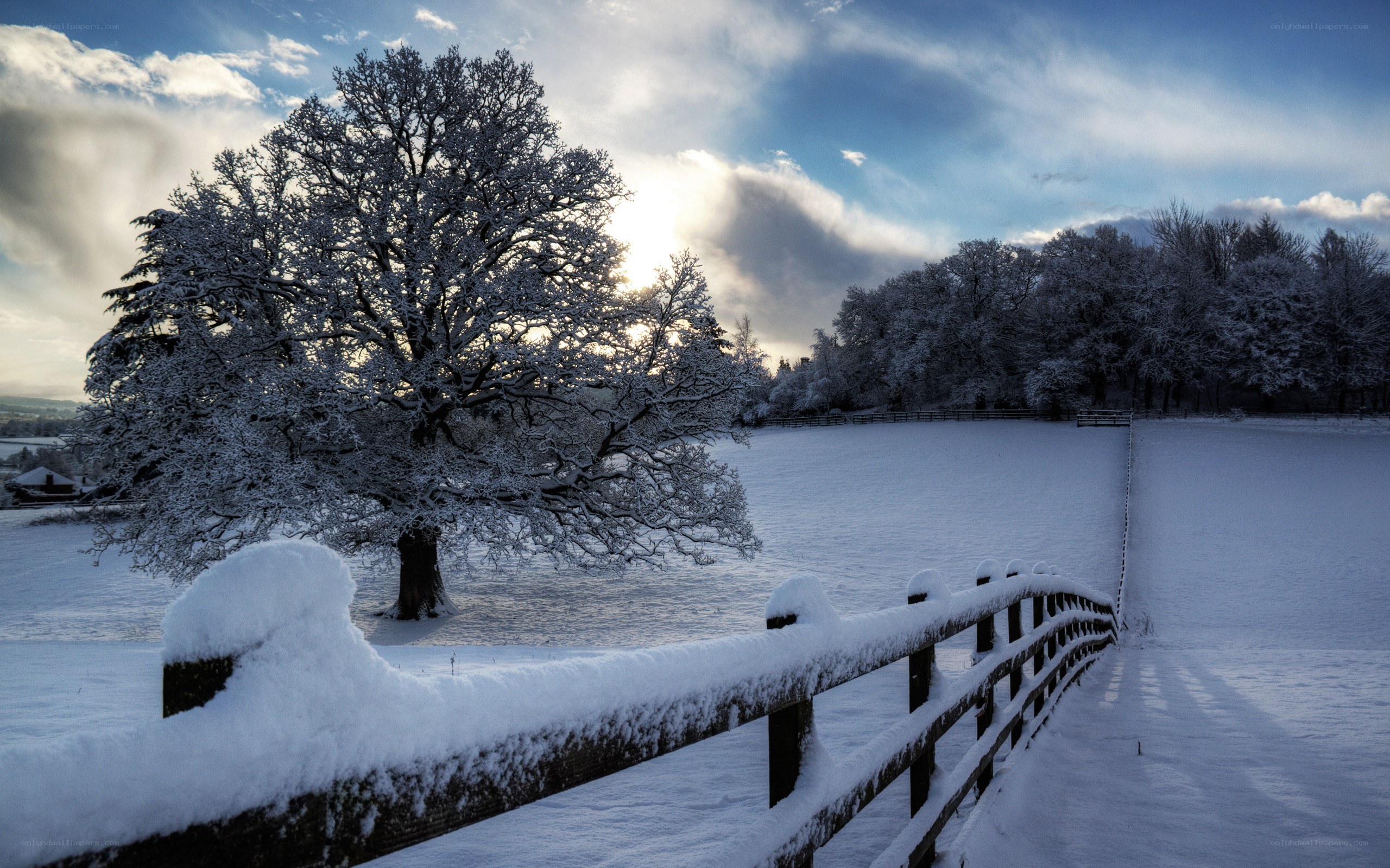 Snowy landscape with tree