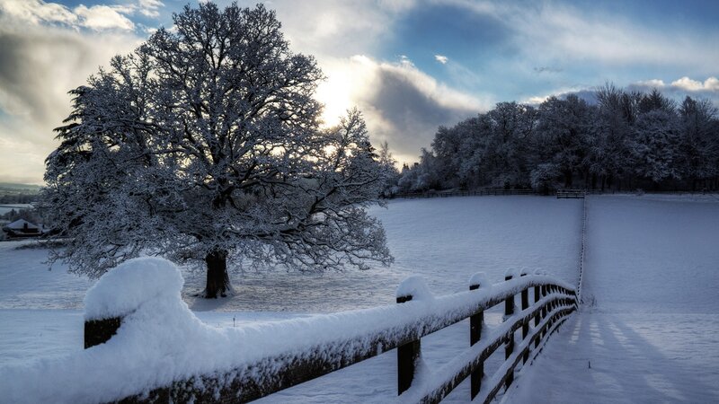 Snowy landscape with tree