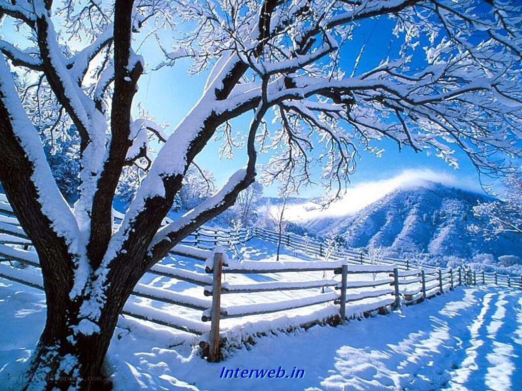 Snowy landscape with tree