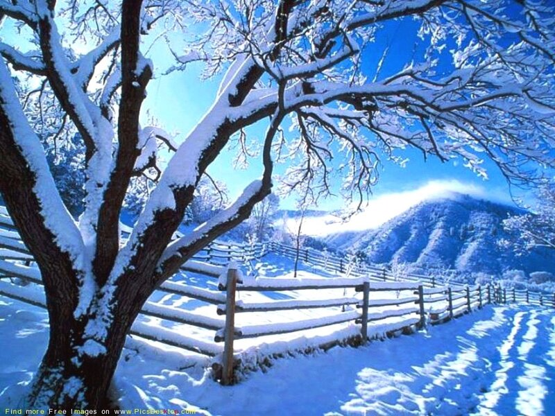 Snowy landscape with tree and fence