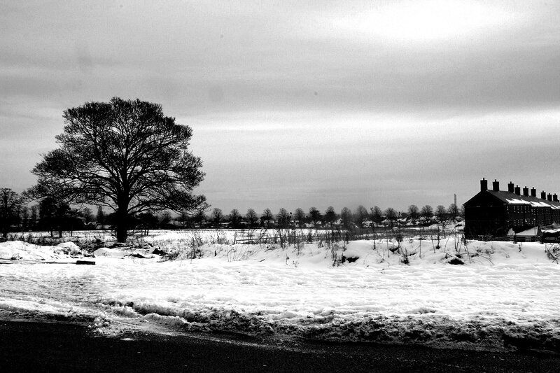 Snowy landscape with tree and houses