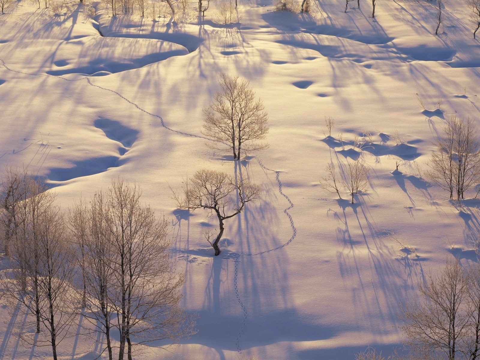Snowy landscape with tree shadows