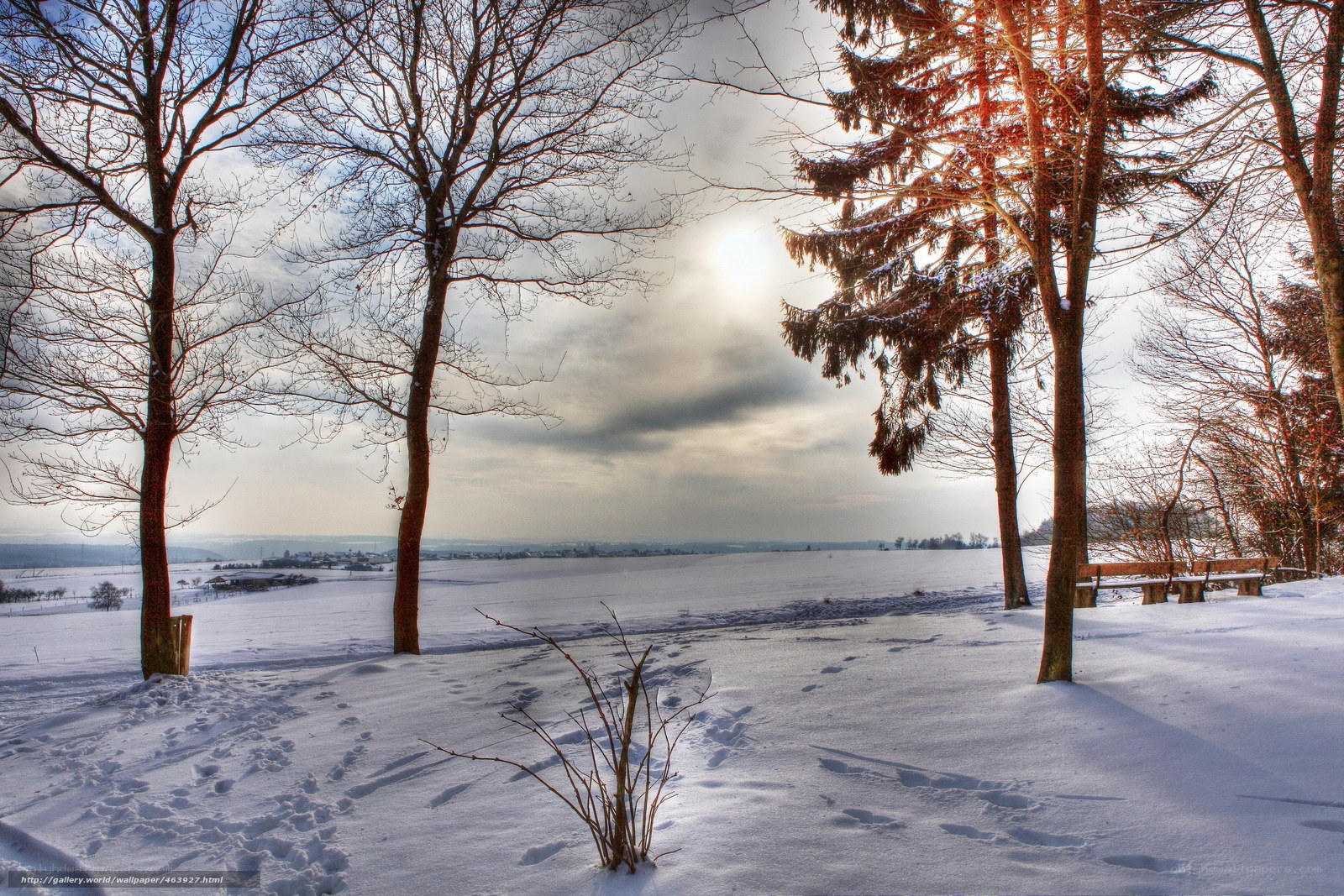 Snowy landscape with trees