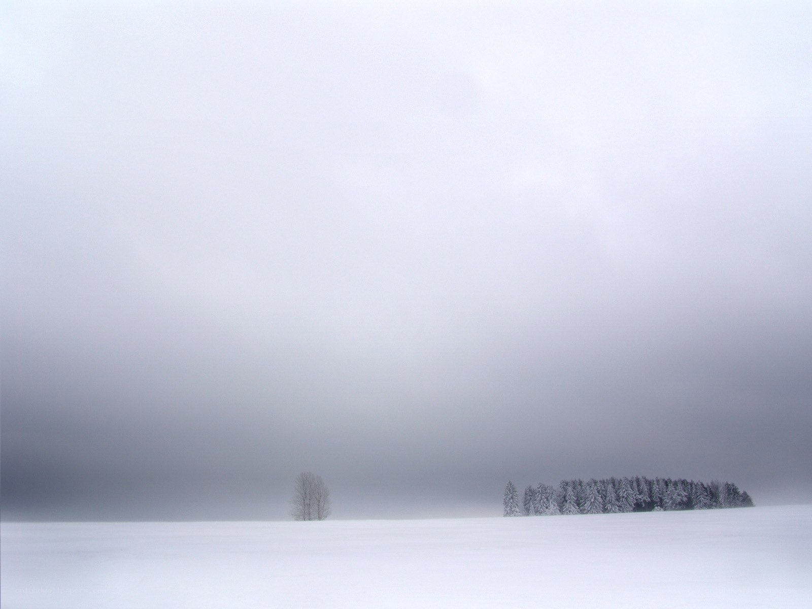 Snowy landscape with trees
