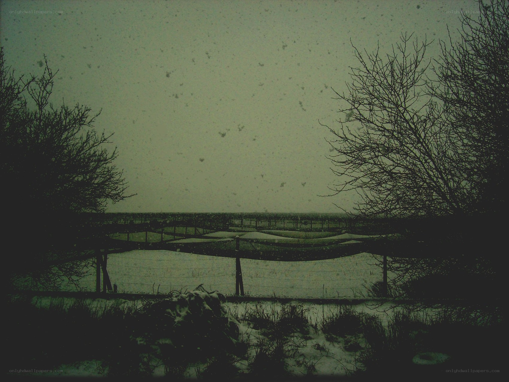 Snowy landscape with trees