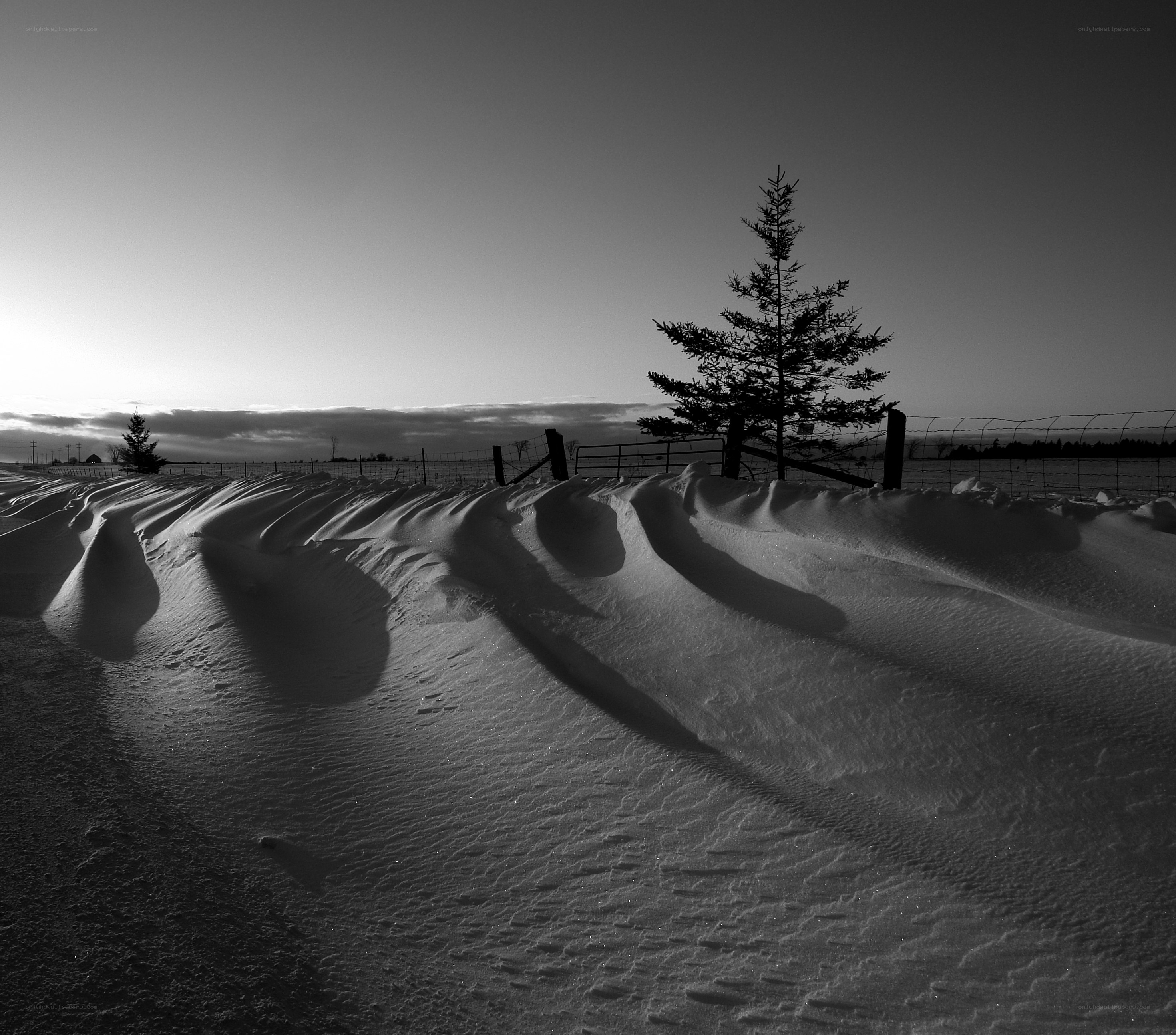 Snowy landscape with trees