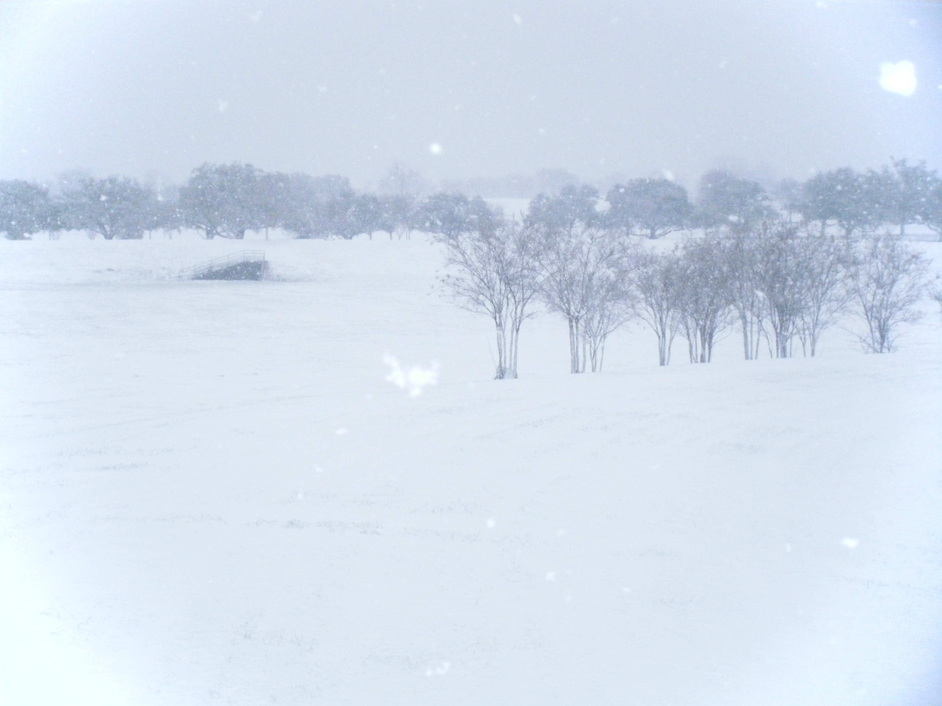 Snowy landscape with trees