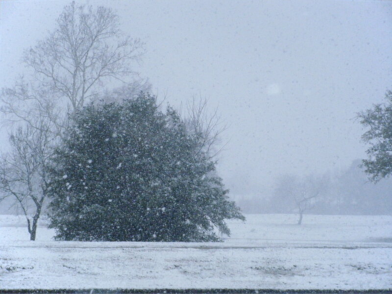 Snowy landscape with trees