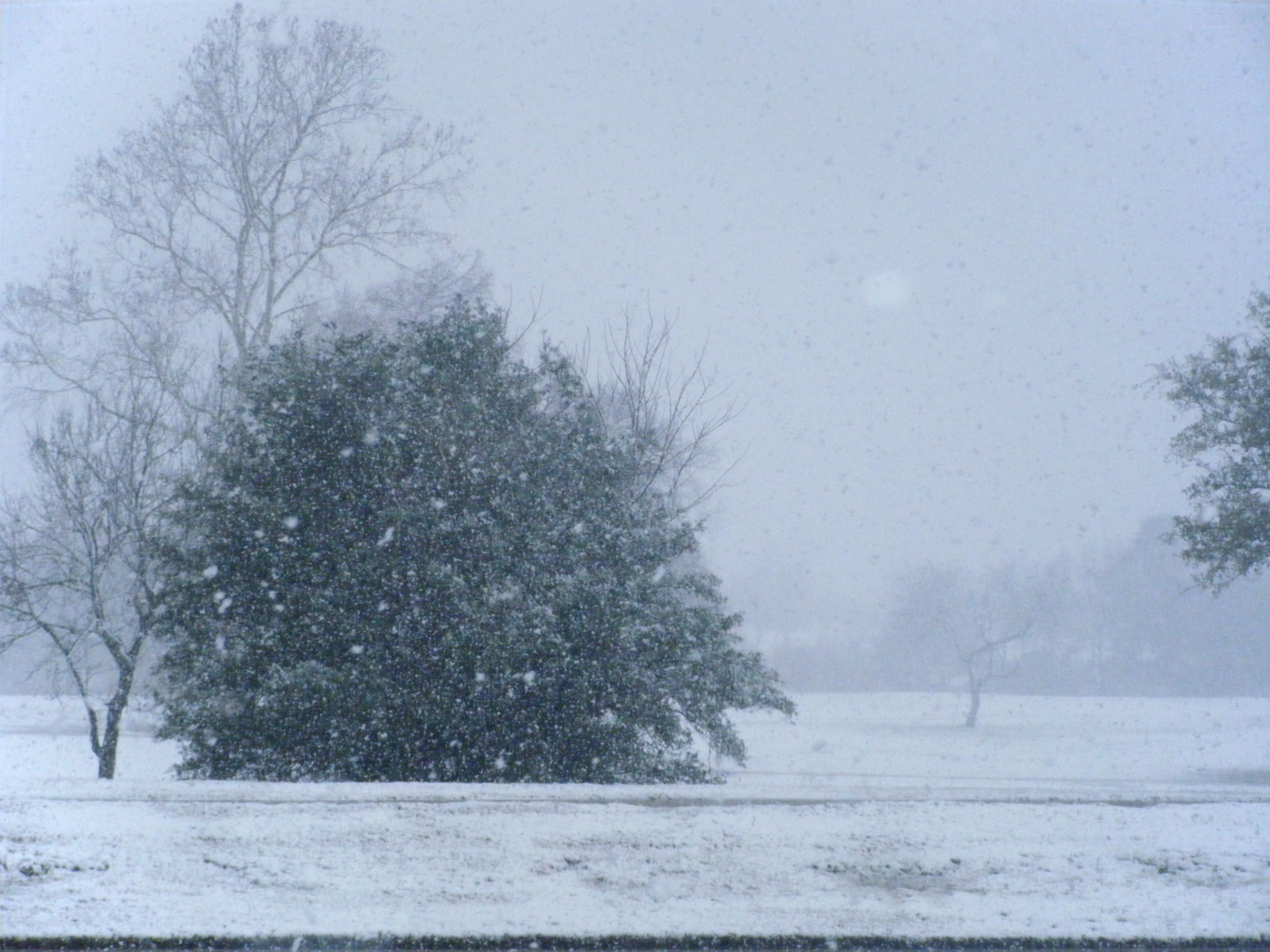 Snowy landscape with trees