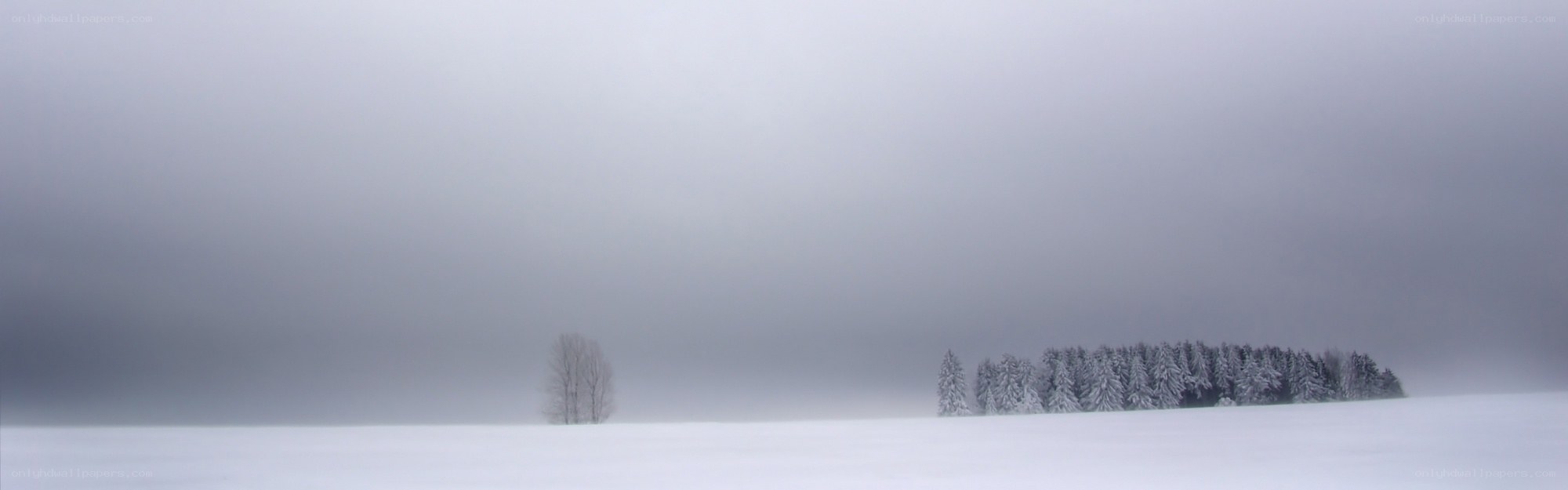 Snowy landscape with trees