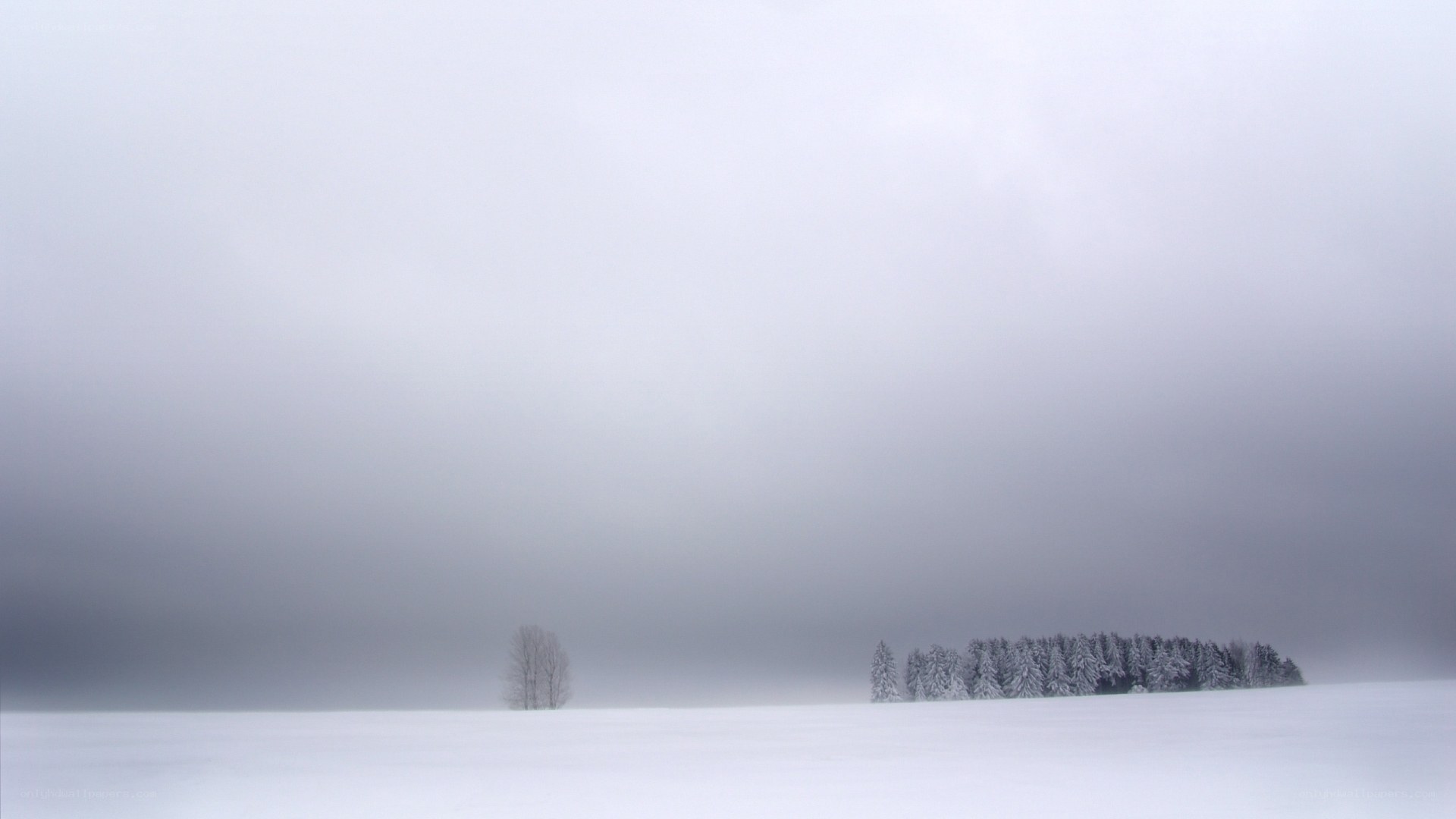 Snowy landscape with trees