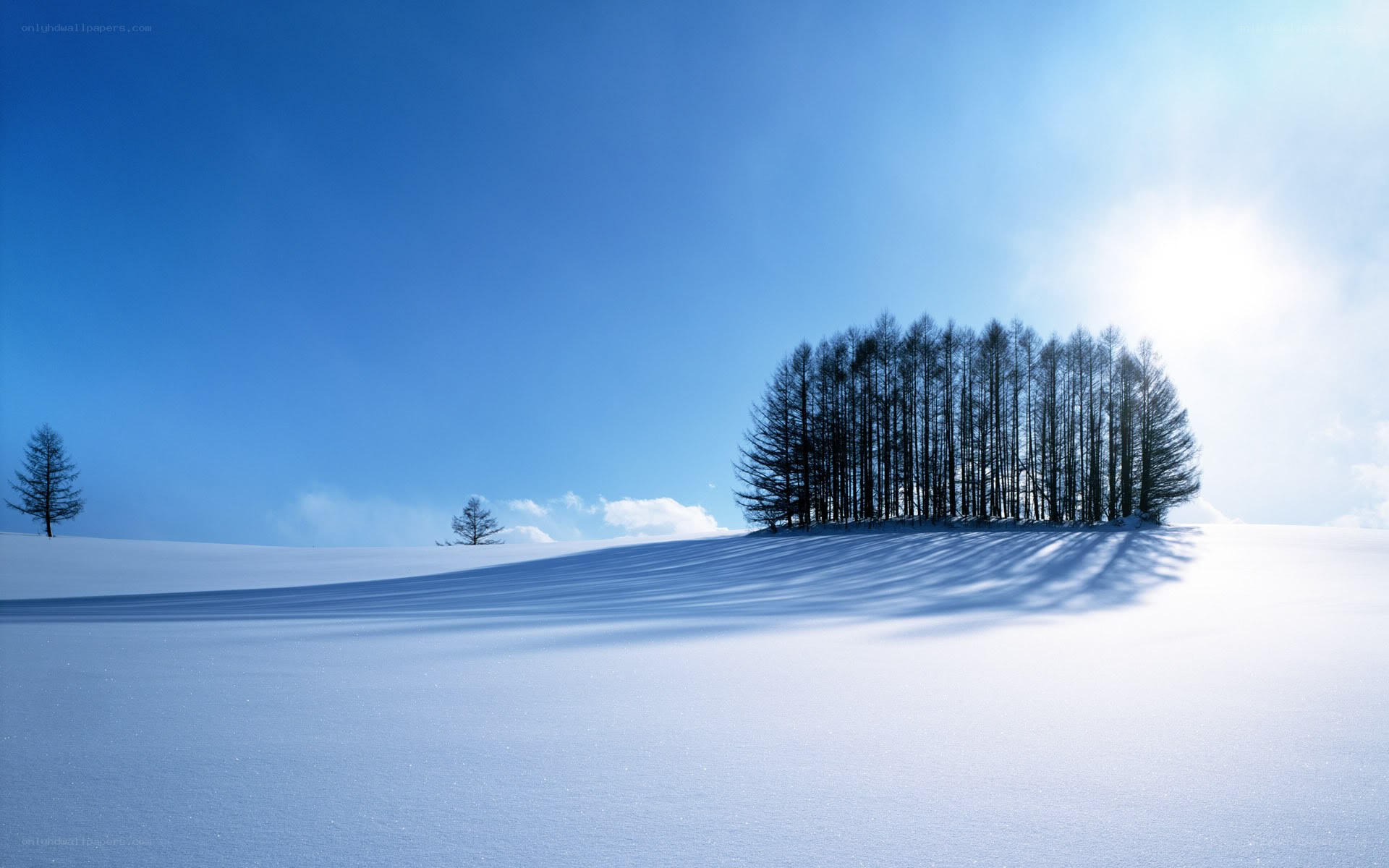 Snowy landscape with trees
