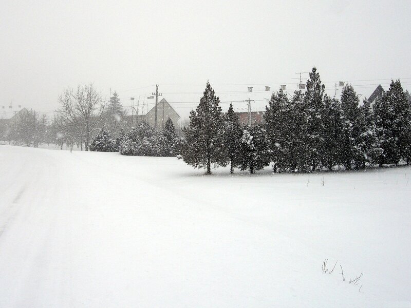 Snowy landscape with trees