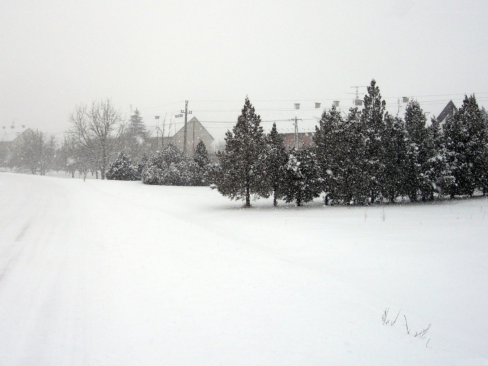 Snowy landscape with trees