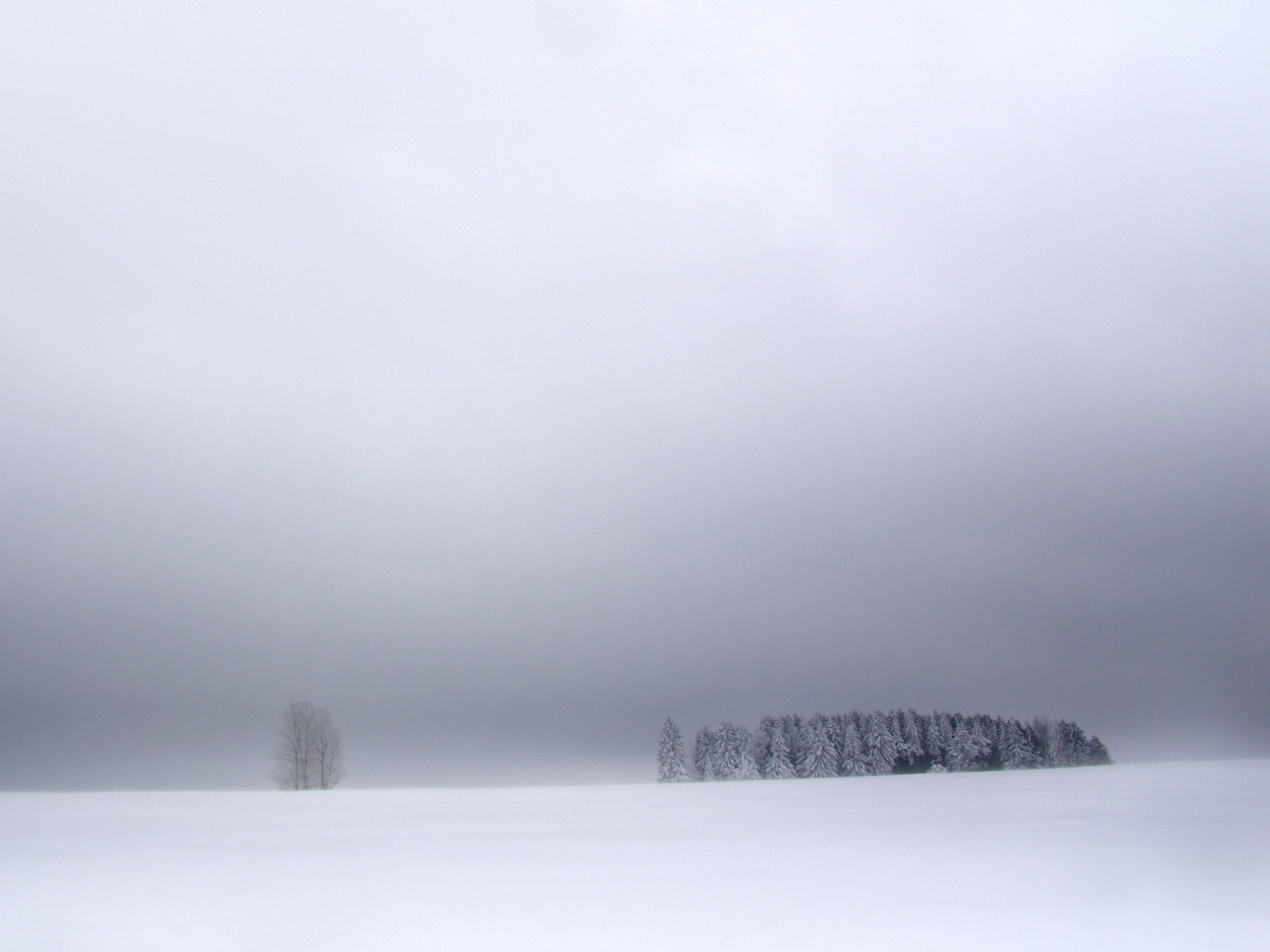 Snowy landscape with trees