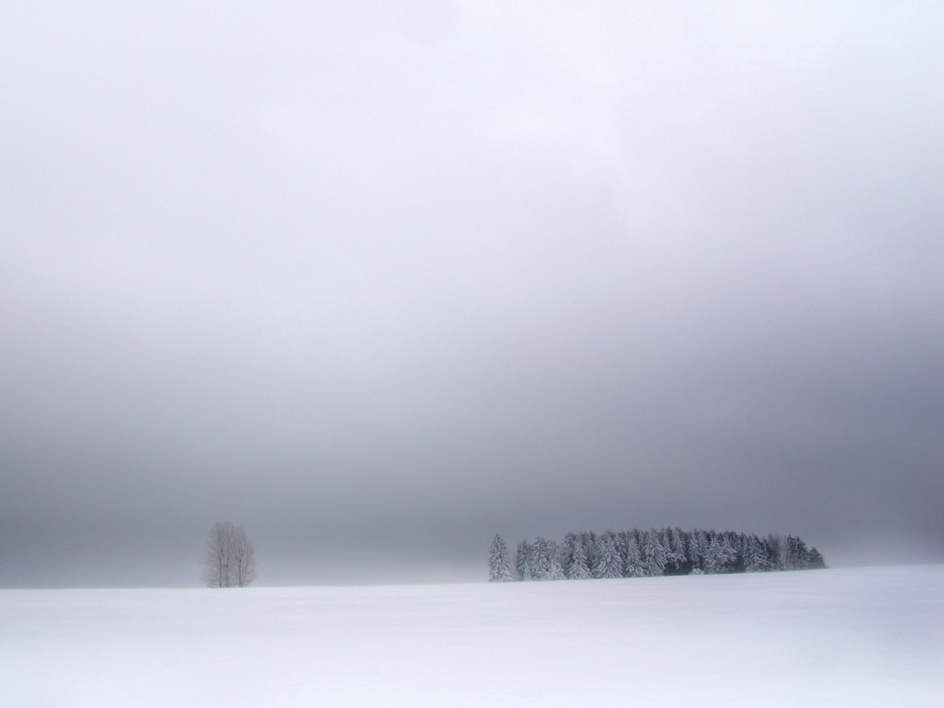 Snowy landscape with trees