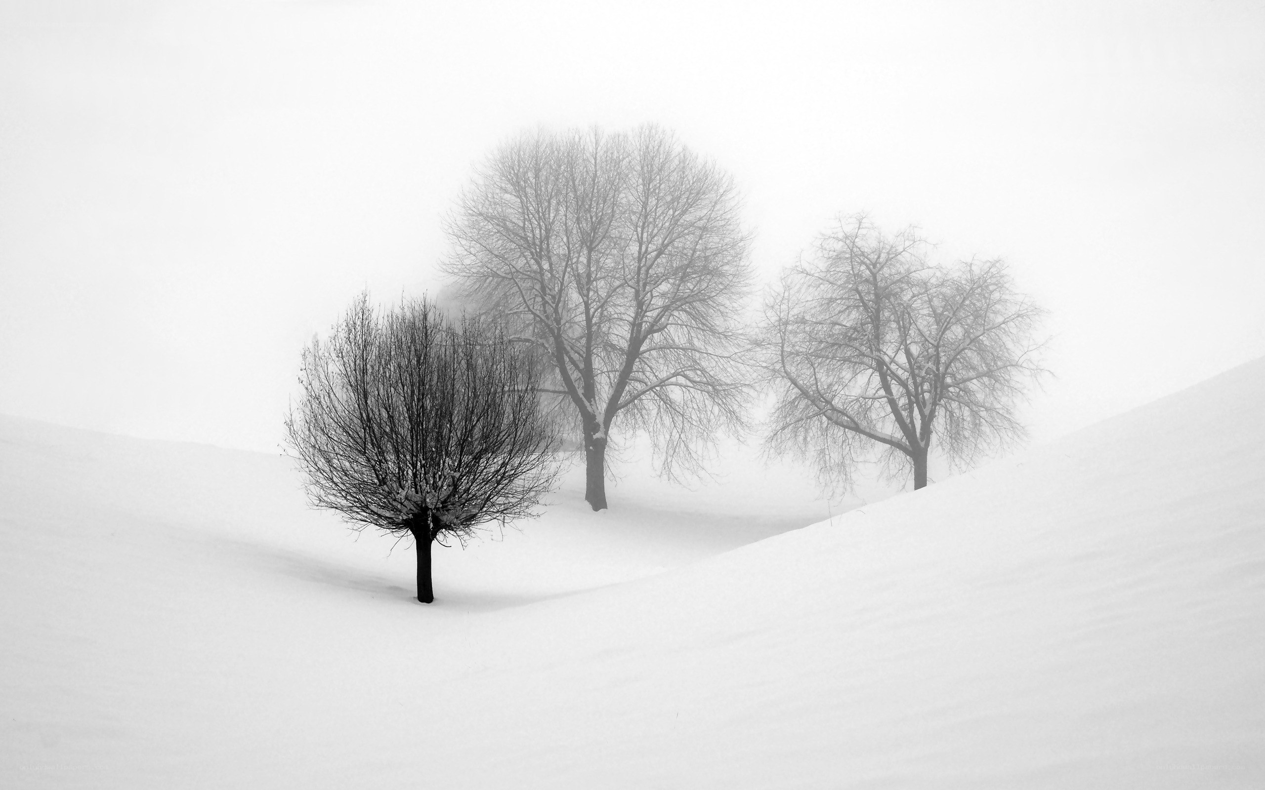 Snowy landscape with trees