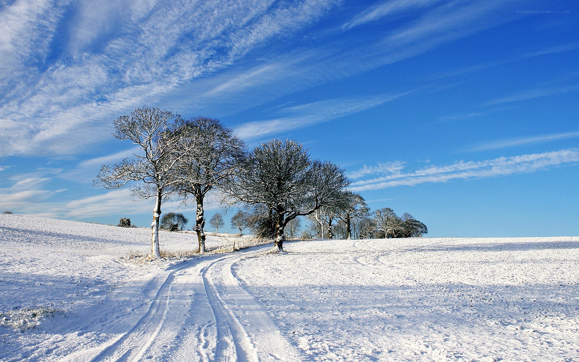 Snowy landscape with trees